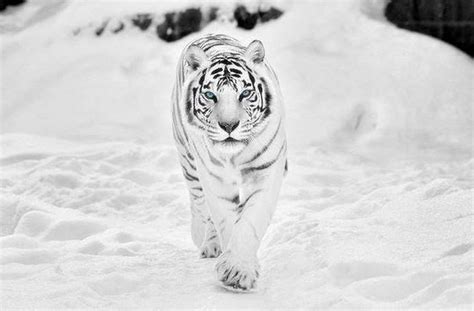 White Tiger Wallpapers HQ