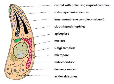 Fig.1.Apicomplexa