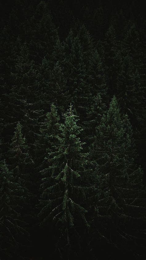 Dark Green Forest Background