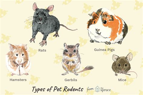 10 Best Small Rodents to Keep as Pets