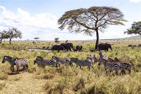 Grassland Animals And Plants Names