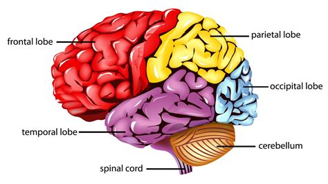 Parietal lobe : anatomy, location & function - NEET PG - www.MedicalTalk.Net the Best Medical ...