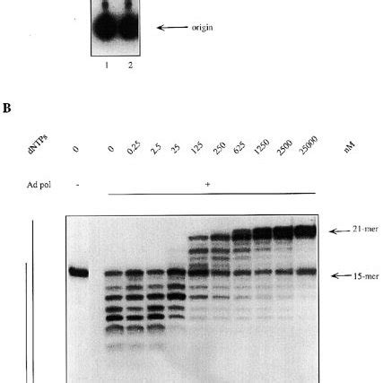 Ad DNA polymerase contains a 3′→5′ exonuclease activity which is... | Download Scientific Diagram