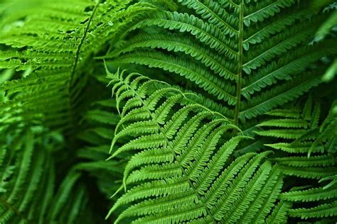 Growing Indoor Ferns - A Full Guide | Gardening Tips