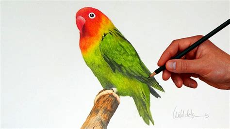 Love Birds Drawing Images at GetDrawings.com | Free for personal use Love Birds Drawing Images ...