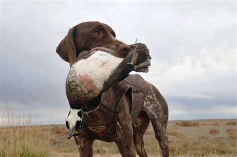 The Best 10 Duck Hunting Dogs You Can Find Today 🔥 (2023 Edition) » GearHunts