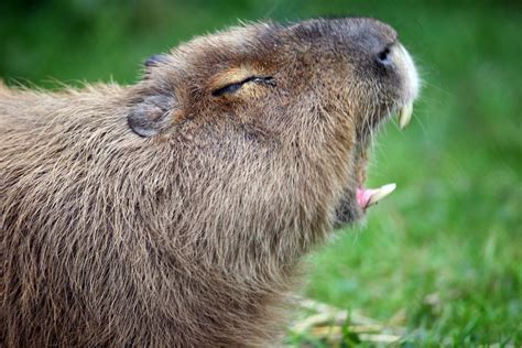 The Capybara Teeth