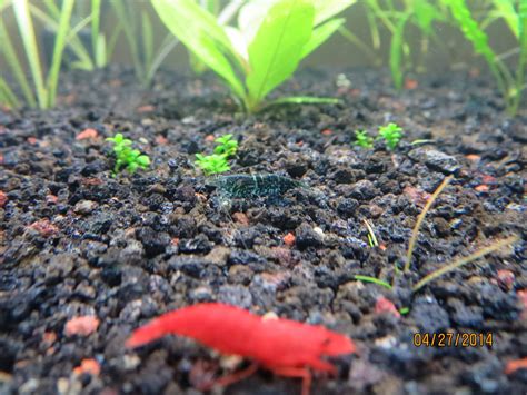 Help with shrimp identification? | The Planted Tank Forum