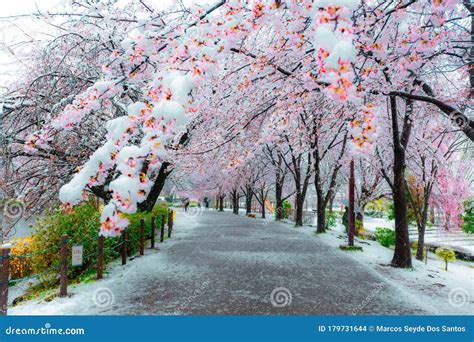 Garden Ice Sakura Snow Tochigi Stock Photo - Image of samurai, color: 179731644