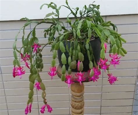 Is a Christmas Cactus a Succulent? What to Know – Citycacti