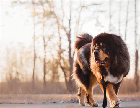 TIBETAN MASTIFF