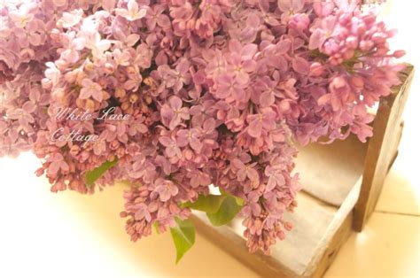 Farmers Market Lilac Flower Arrangement And Tip