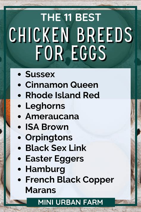 11 Super Productive Chicken Breeds for Eggs - Mini Urban Farm