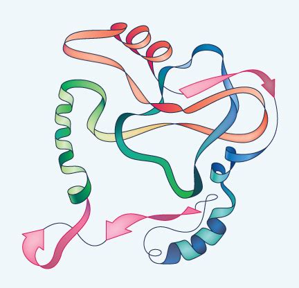 Fats and Proteins | Biology | Visionlearning