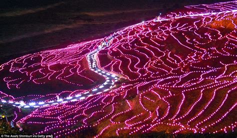 Japanese rice paddies twinkle in the darkness after 20,000 pink LEDs are spread across terraced ...