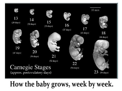 Fetal Development!