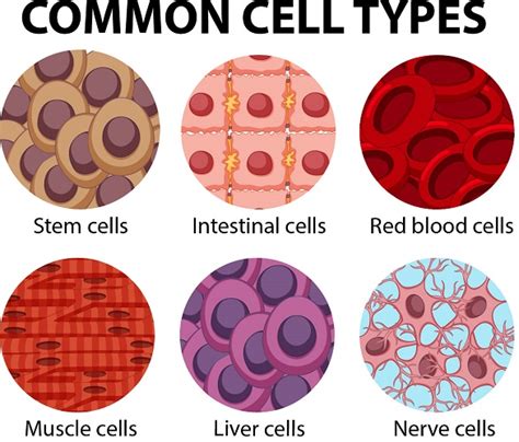 Animal Cell - The Definitive Guide | Biology Dictionary