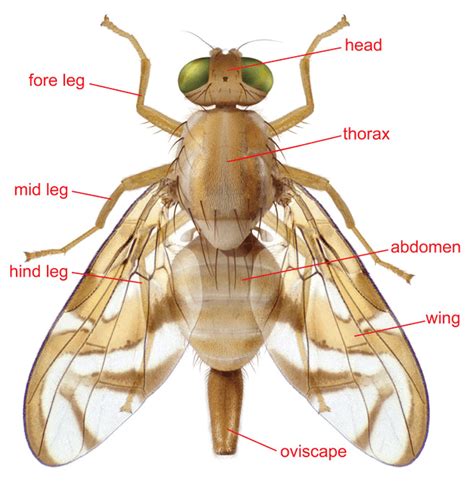 Common Fruit Fly Anatomy