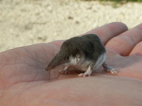 5 Of The Smallest Mammals On Earth