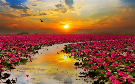 Lotus Flowers Wallpapers | HD Wallpapers | ID #19484