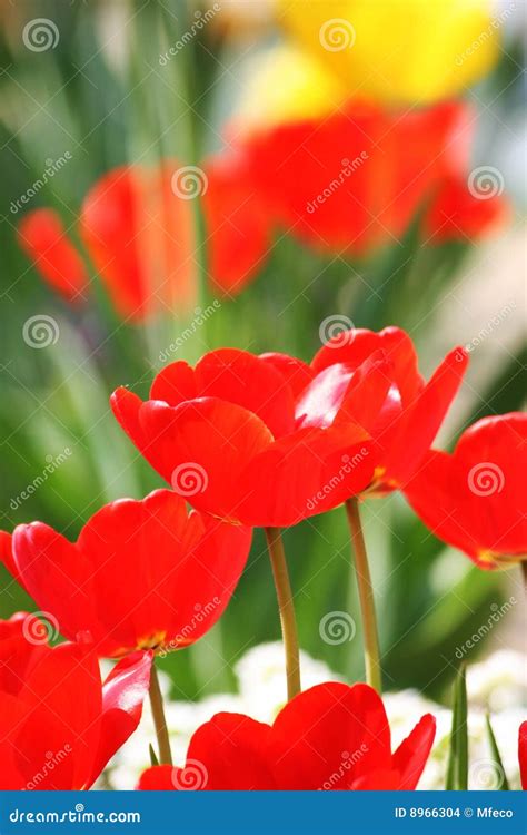 Tulips in the garden stock photo. Image of colorful, blossom - 8966304