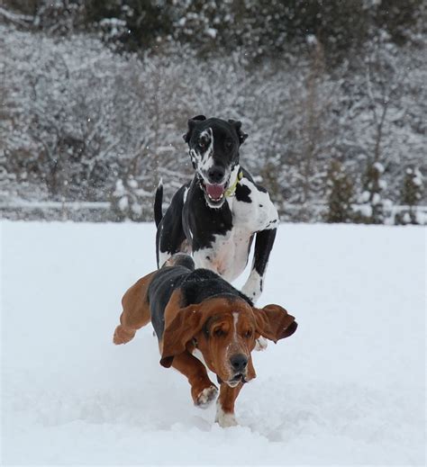 Lemon the Great Dane and Ace the Basset Hound. Fun in the snow. Photo Credit Rhonda Short Basset ...