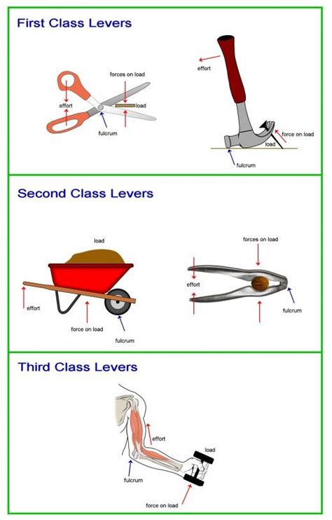 Second Class Lever Examples - NelsonabbRamsey