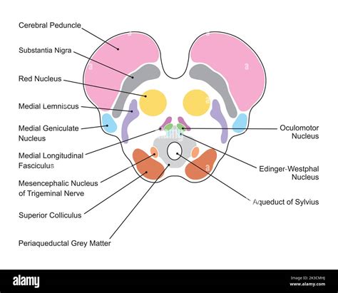 Scientific Designing of Midbrain Anatomy. Axial Section at The Level of The Superior Colliculus ...