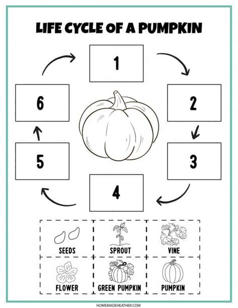 Free Printable Pumpkin Worksheet - Printable Word Searches