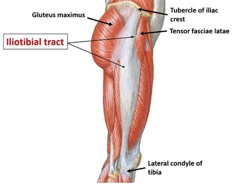 Deep Fascia of Thigh- Fascia Lata – Anatomy QA