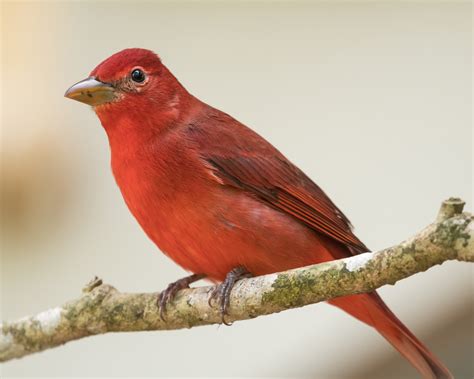 Summer Tanager | Audubon Field Guide