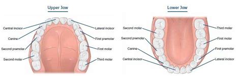 Five Types of Human Teeth & Their Function | ACI NJ