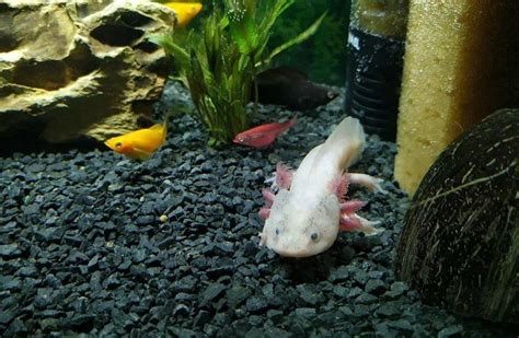 Axolotl Tank Setup: Create the Perfect Habitat