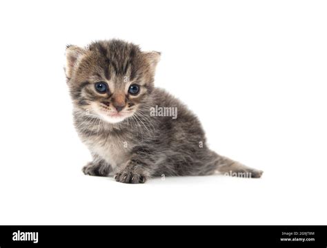 Cute baby newborn tabby kitten isolated on white background Stock Photo - Alamy