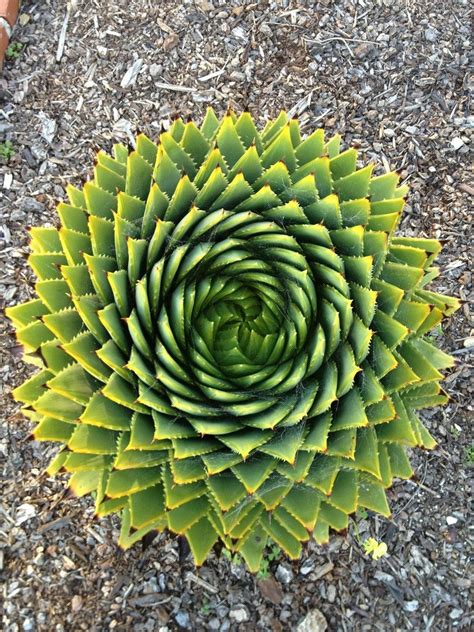 Succulent pattern | Geometry in nature, Patterns in nature, Fractals in nature