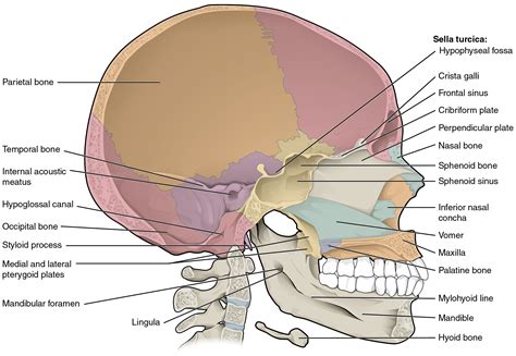 The Skull | Anatomy and Physiology I | Study Guides