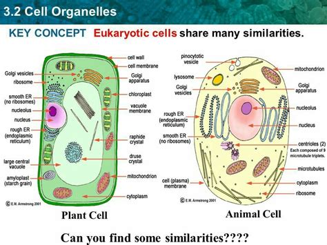 [DIAGRAM] Diagram Of Cell Organelles Name - MYDIAGRAM.ONLINE