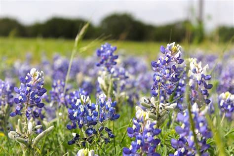 Living in Texas: Wildflowers for days - MADE EVERYDAY