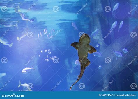 Cat Shark in the Seawater Aquarium Stock Image - Image of glass, aquatic: 167574847