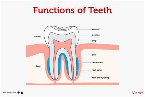 Teeth (Human Anatomy): Diagram, Names, Diseases, Treatments