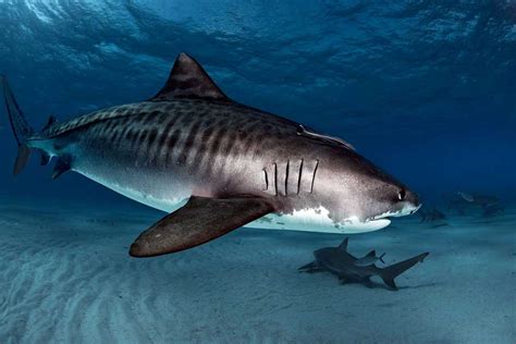 Tiger Sharks: Perfect Scavengers - Epic Diving