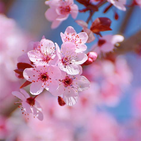 Pink spring Beautiful flowers Photograph by Guido Montanes Castillo - Pixels