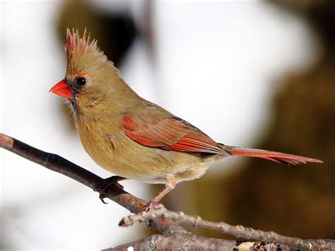 Northern Cardinal | Celebrate Urban Birds