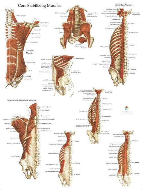 Deep and Core Stabilizing Muscle Anatomy Poster 18 X | Etsy