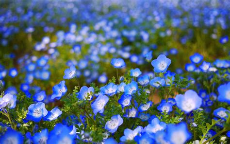 Blue Flowers Wallpaper ·① WallpaperTag