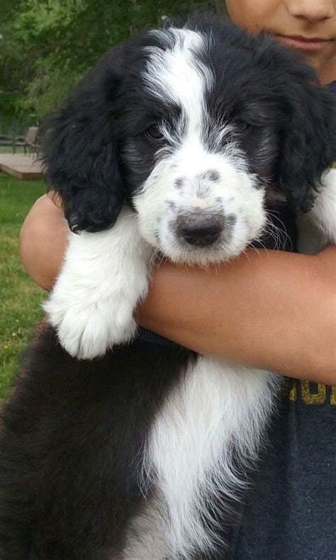 Border Collie Poodle Mix For Sale Near Me - Pupherd