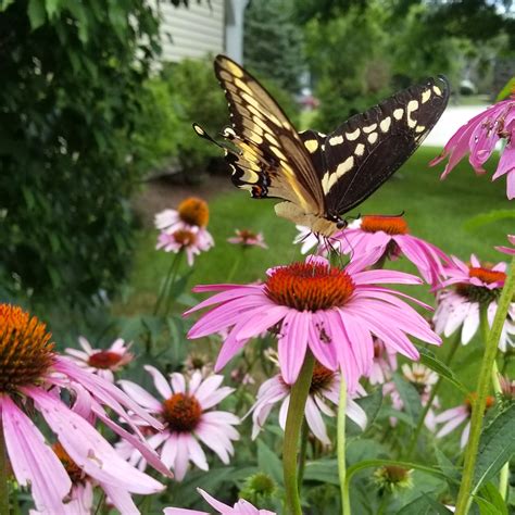 A Guide to the Top 10 Butterfly Garden Plants to Buy this Season