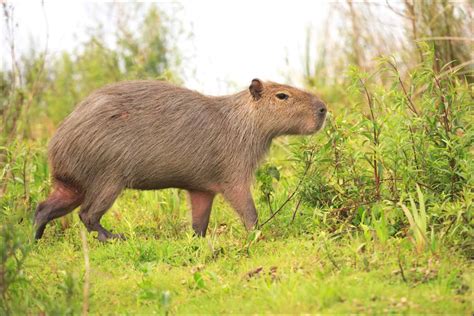 Capybara - A-Z Animals