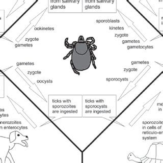 (PDF) Tick-Transmitted Diseases Caused by Apicomplexa