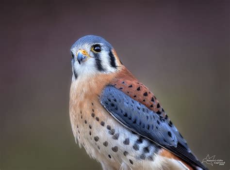 American Kestrel - male | American kestrel, Kestrel, American